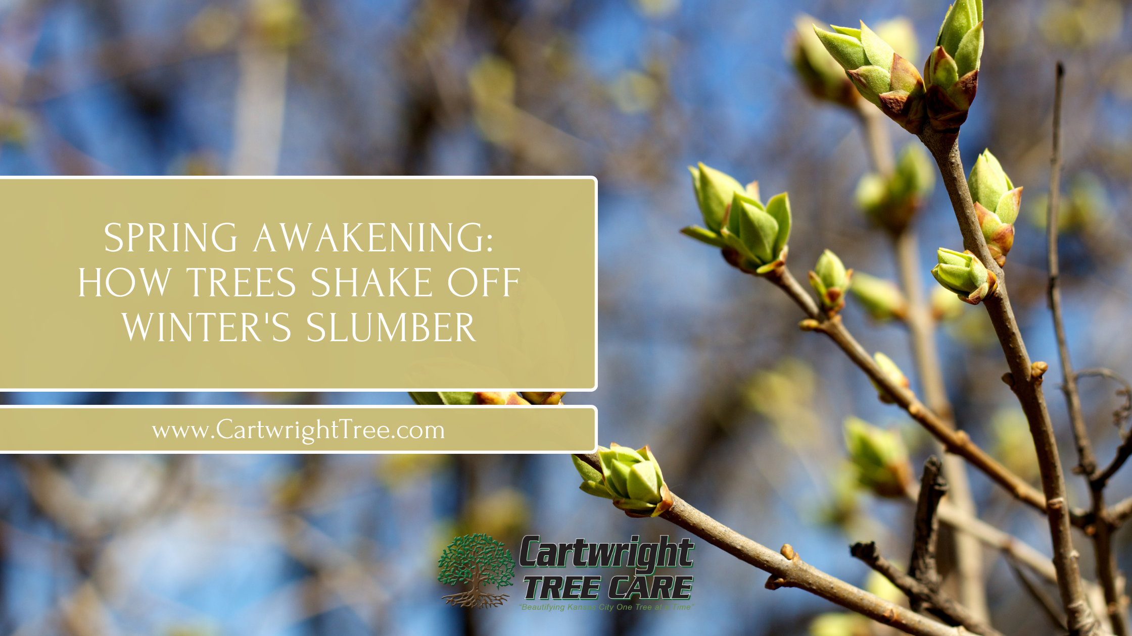 Blog Cover - Spring Awakening How Trees Shake Off Winters Slumber