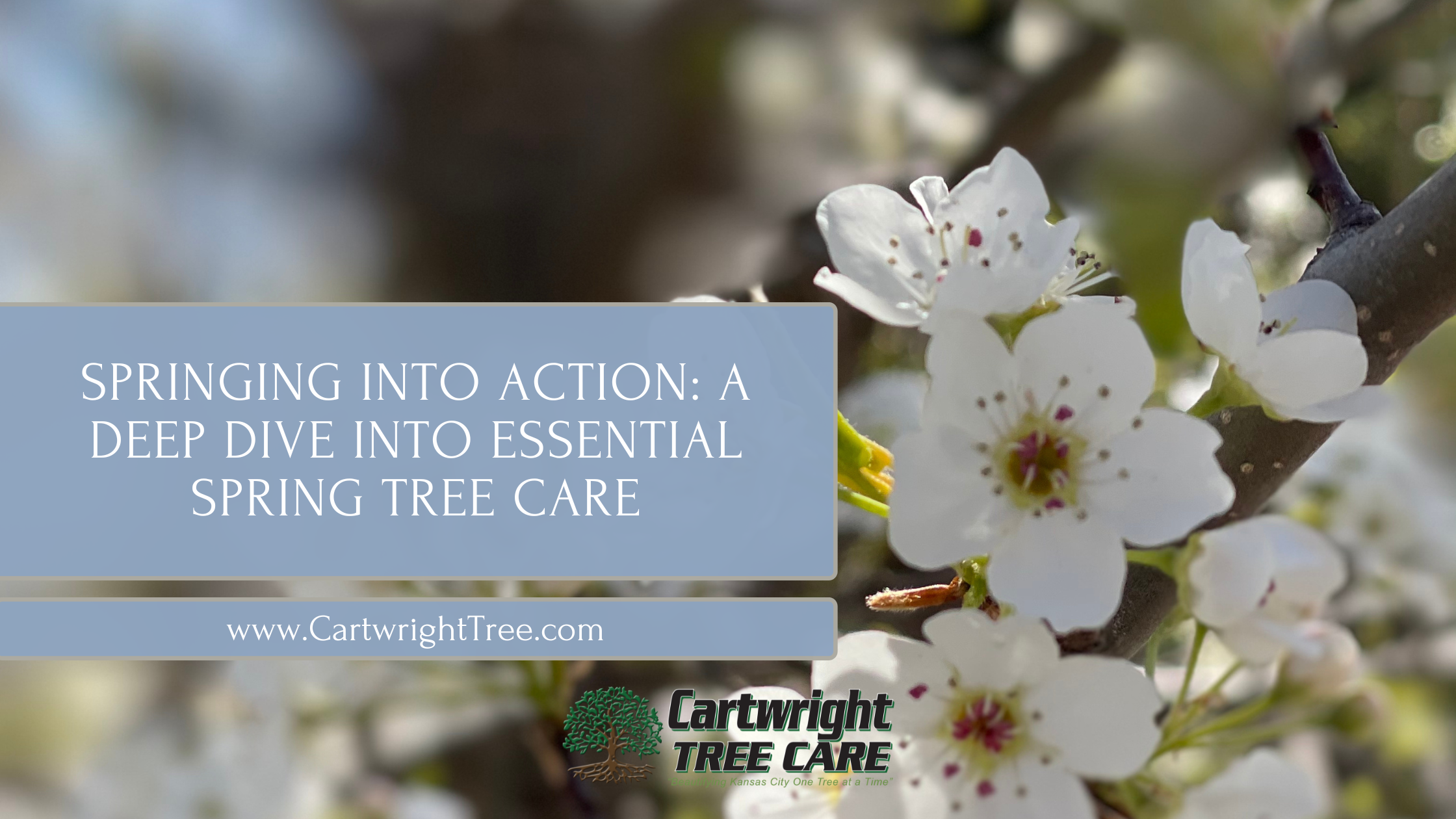 Blog Cover - Springing into Action A Deep Dive into Essential Spring Tree Care