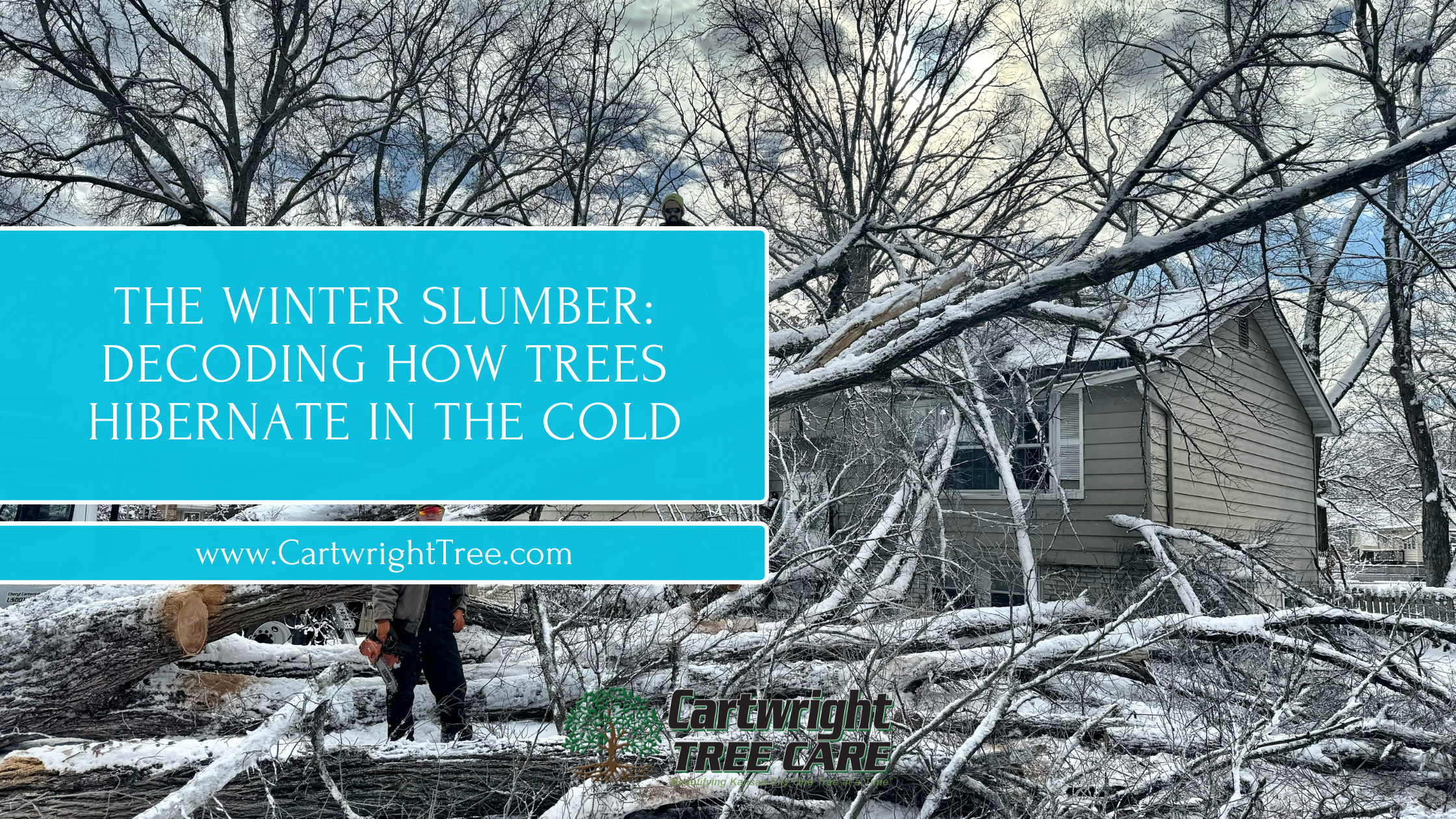 Blog Cover - The Winter Slumber Decoding How Trees Hibernate in the Cold