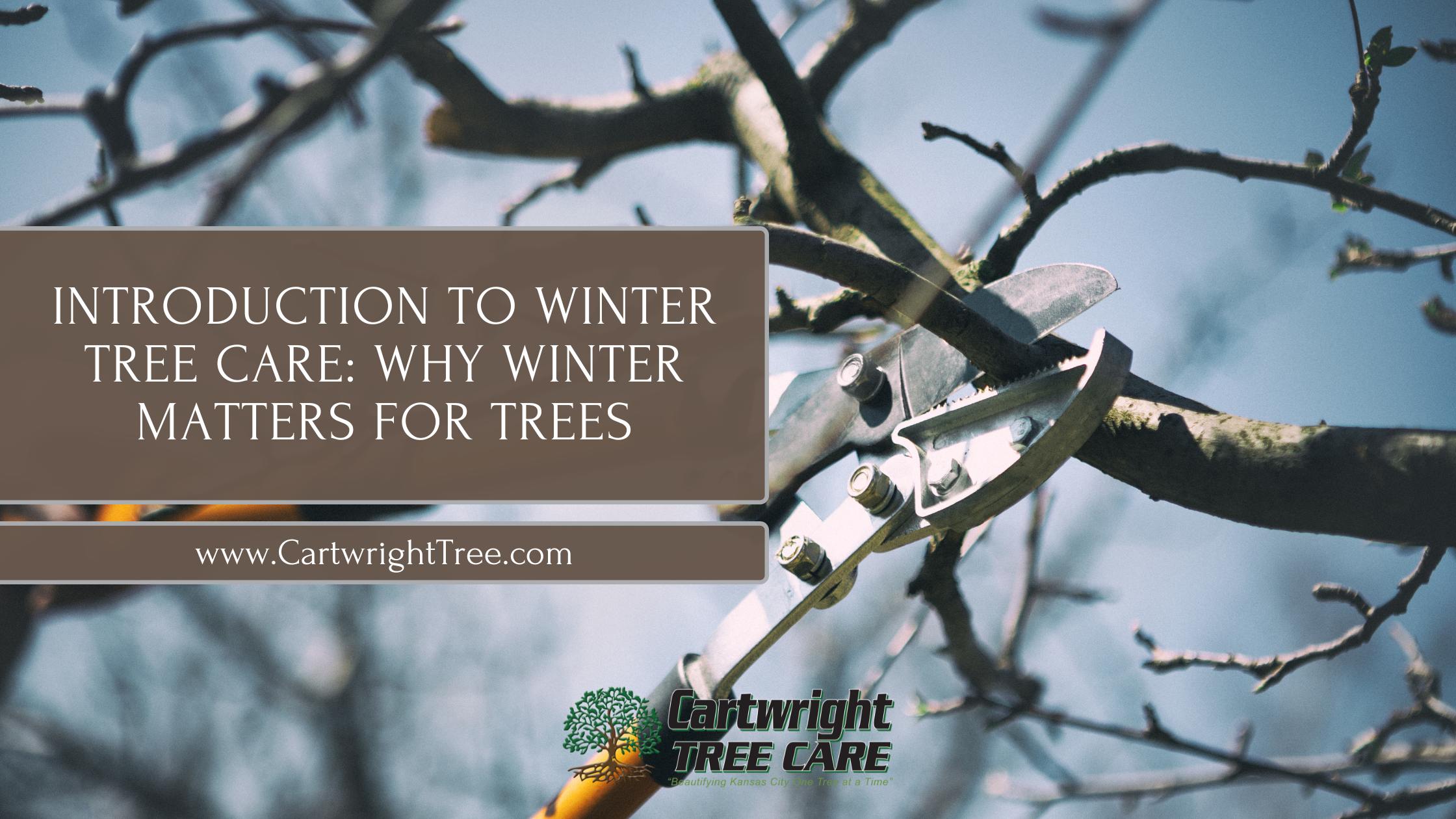 Blog Cover Introduction to Winter Tree Care Why Winter Matters for Trees