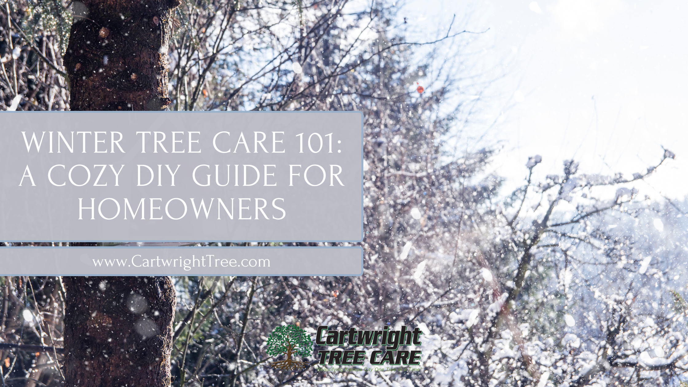 Blog Cover Winter Tree Care 101 A Cozy DIY Guide for Homeowners