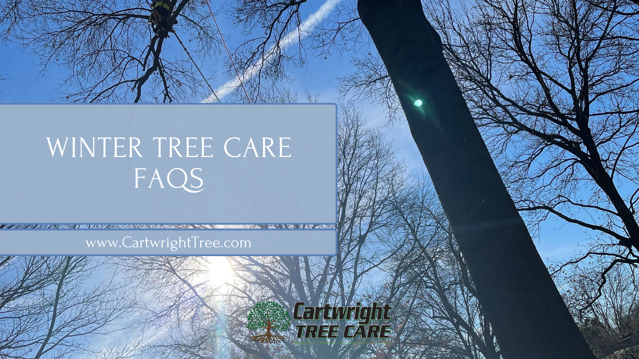 Winter Tree Care FAQs From Cartwright Tree Care in Kansas City Missouri
