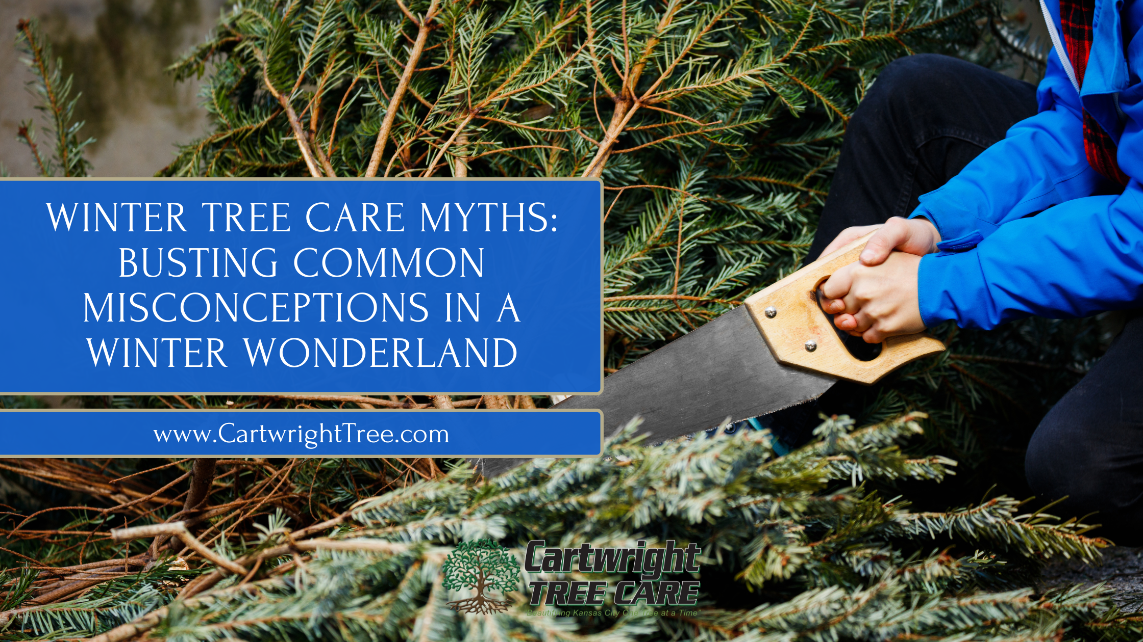 Blog Cover Winter Tree Care Myths Busting Common Misconceptions in a Winter Wonderland