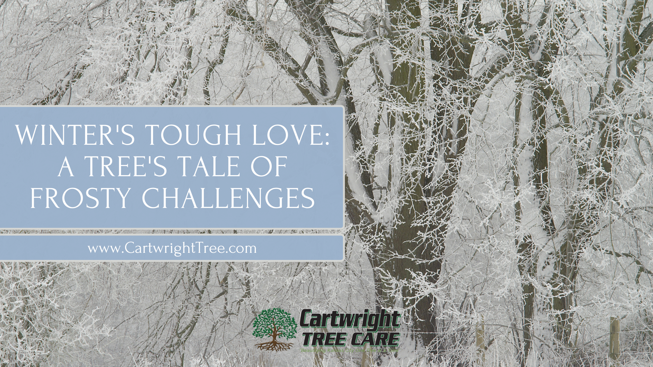Blog Cover Winters Tough Love A Trees Tale of Frosty Challenges