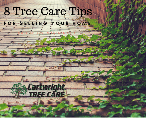 8 Tree Care Tips for Selling Your Home