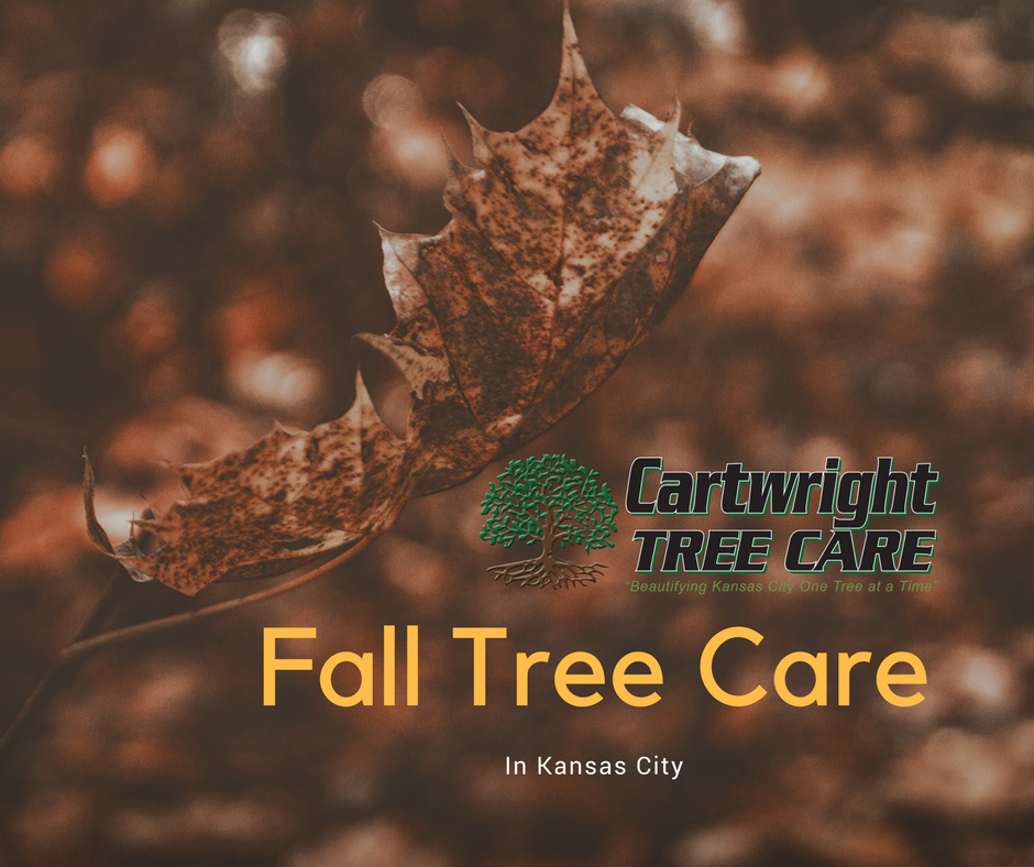 Fall Tree Care.png