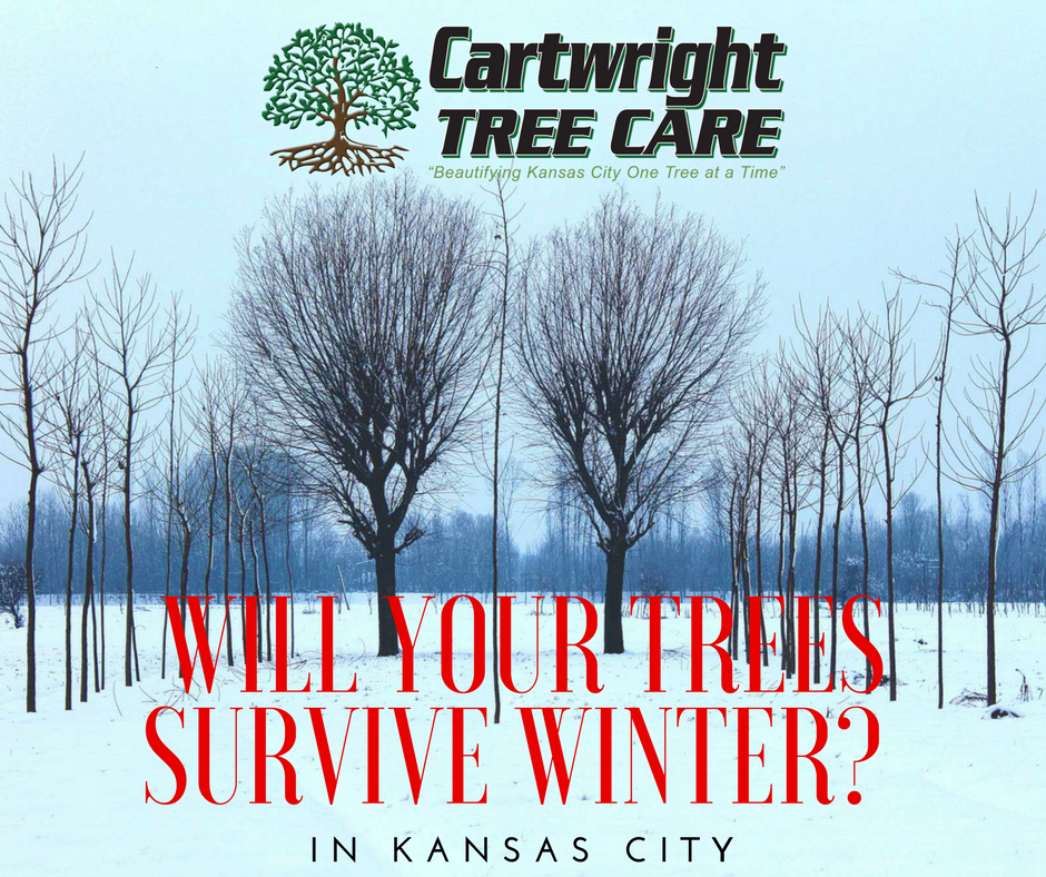Will Your Trees Survive Winter-.png