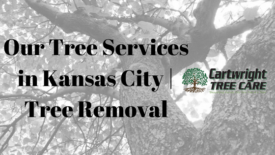 Tree Removal CTC Blog 3a August Blog Cover