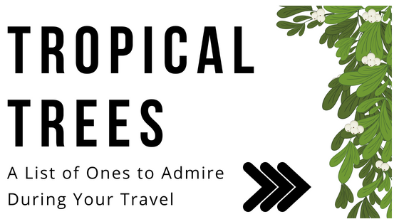 Tropical Trees CTC Blog 4 August Blog Cover