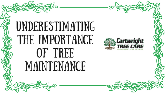 Importance of Tree Maintenance