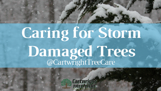 Storm Damaged Trees