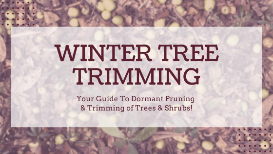 CTC Dec Blog Banner 2