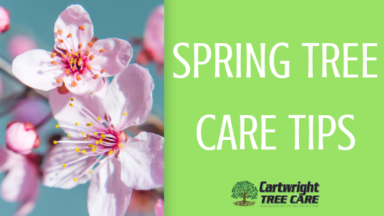 Spring Tree Care