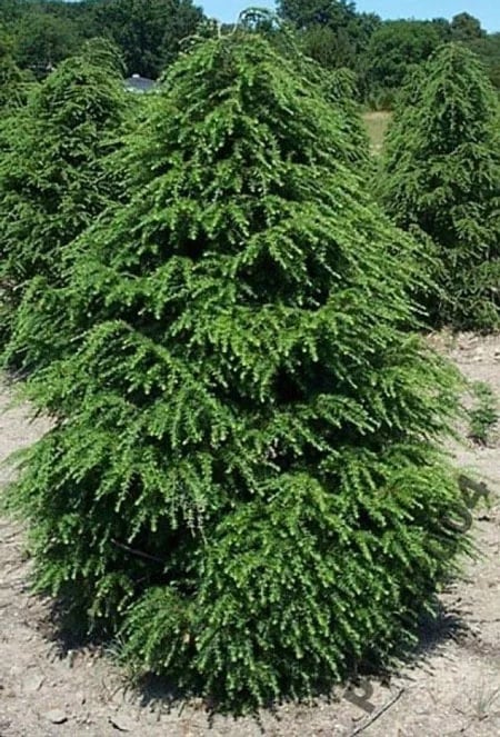 Canadian_Hemlock_450_1.jpg
