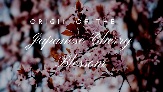 The History of the Japanese Cherry Blossom Tree