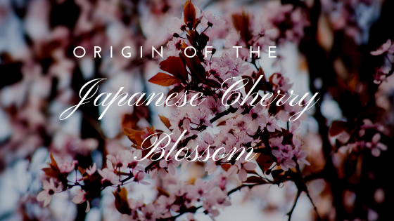 Cherry Blossom