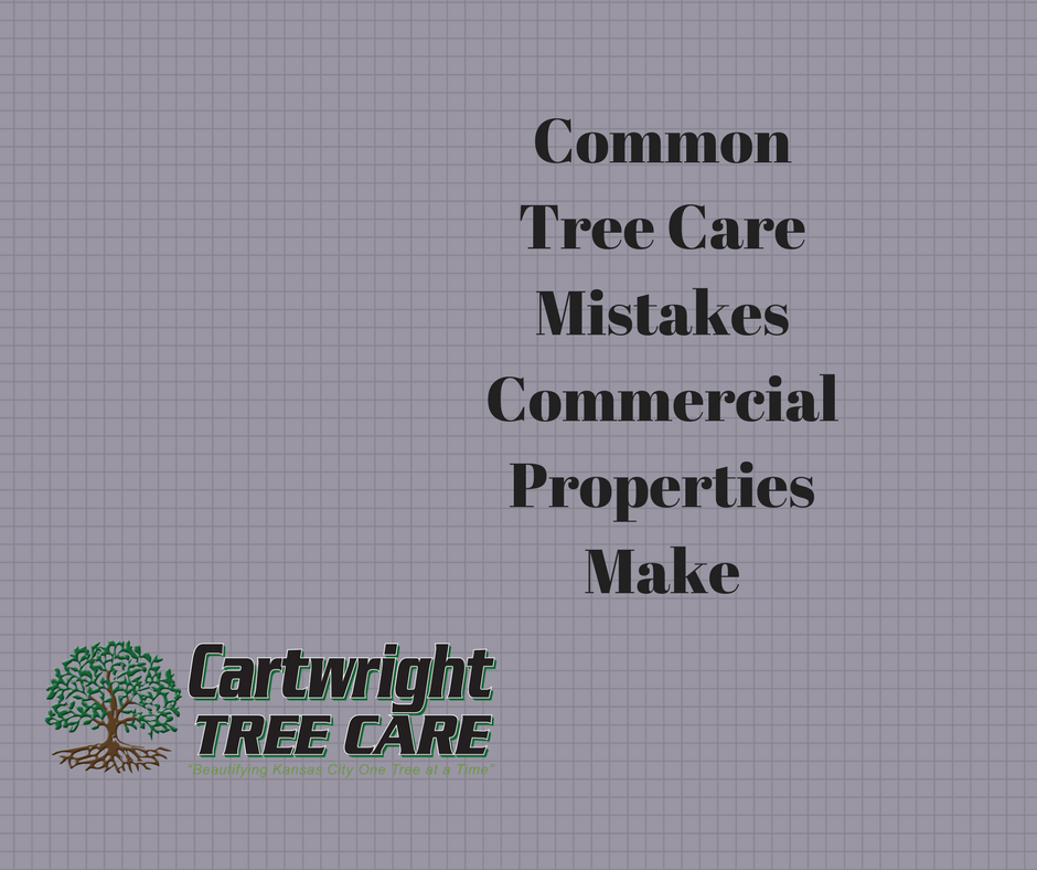 Common Tree Care Mistakes Commercial Properties Make.png