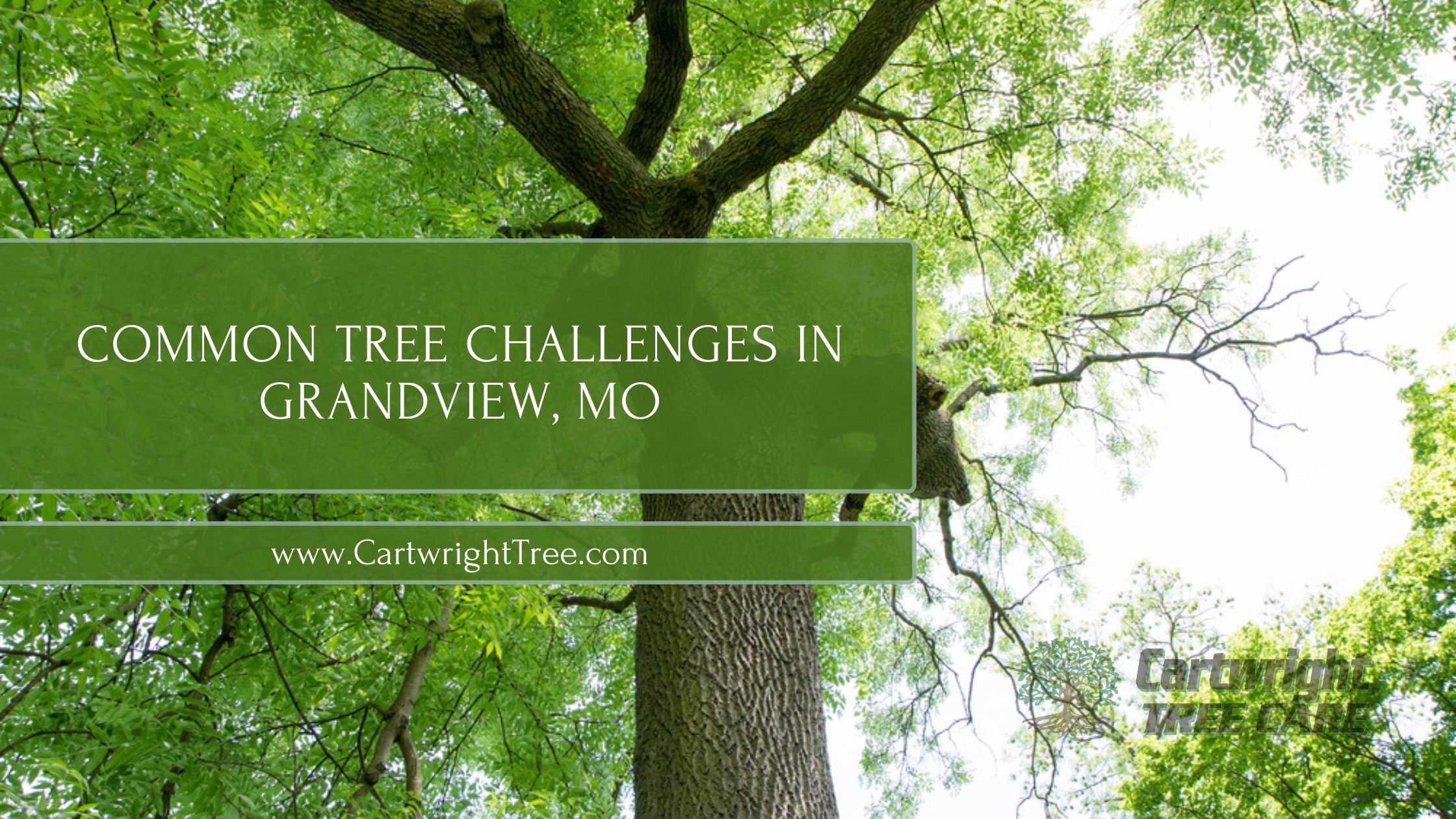 Common Tree Challenges in Grandview, MO