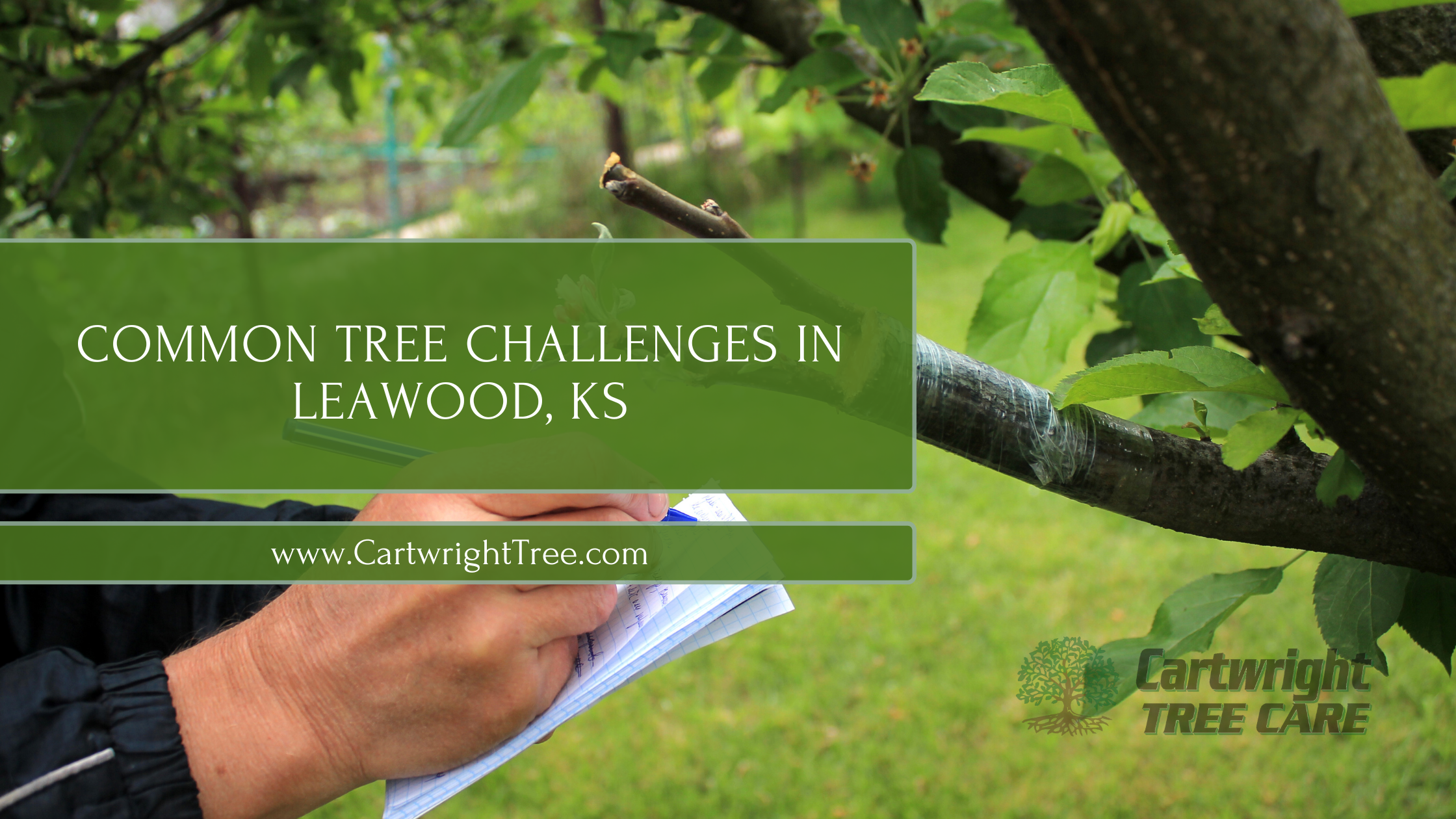 Common Tree Challenges in Leawood, KS