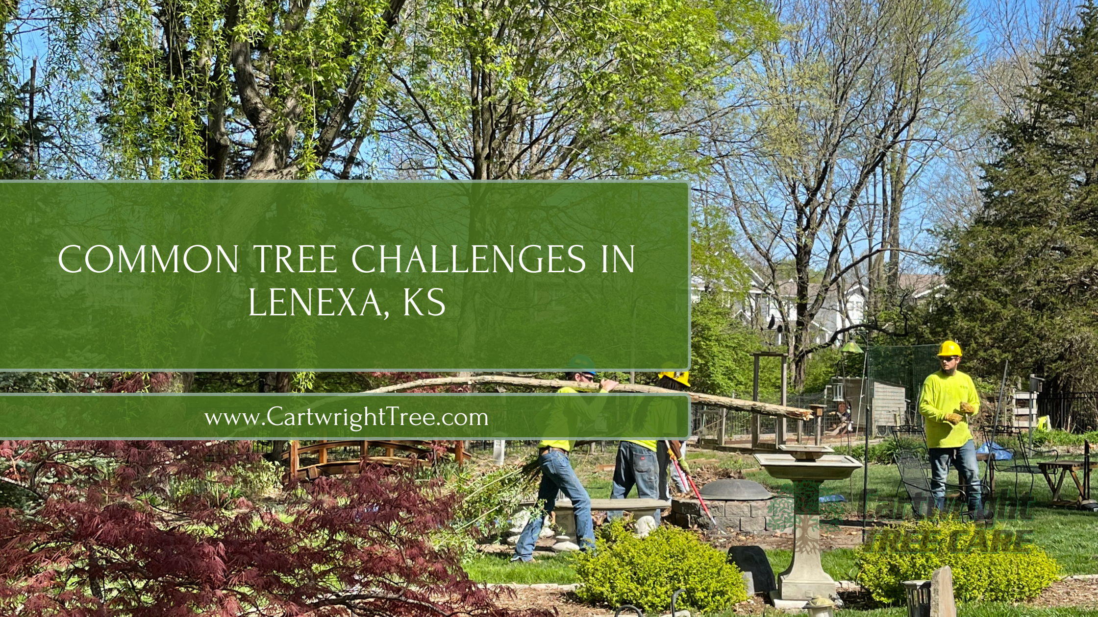 Common Tree Challenges in Lenexa, KS