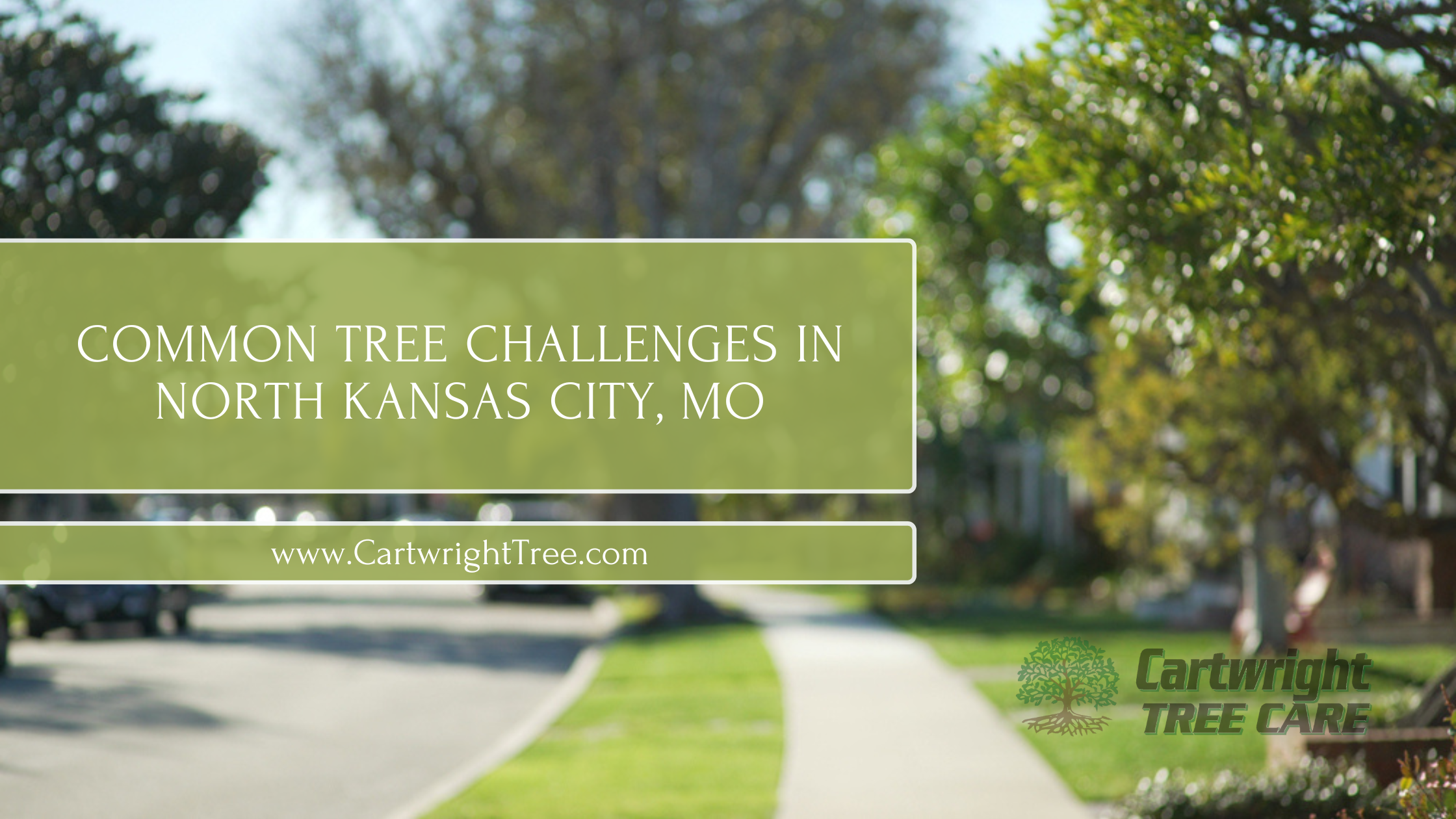 Common Tree Challenges in North Kansas City, MO