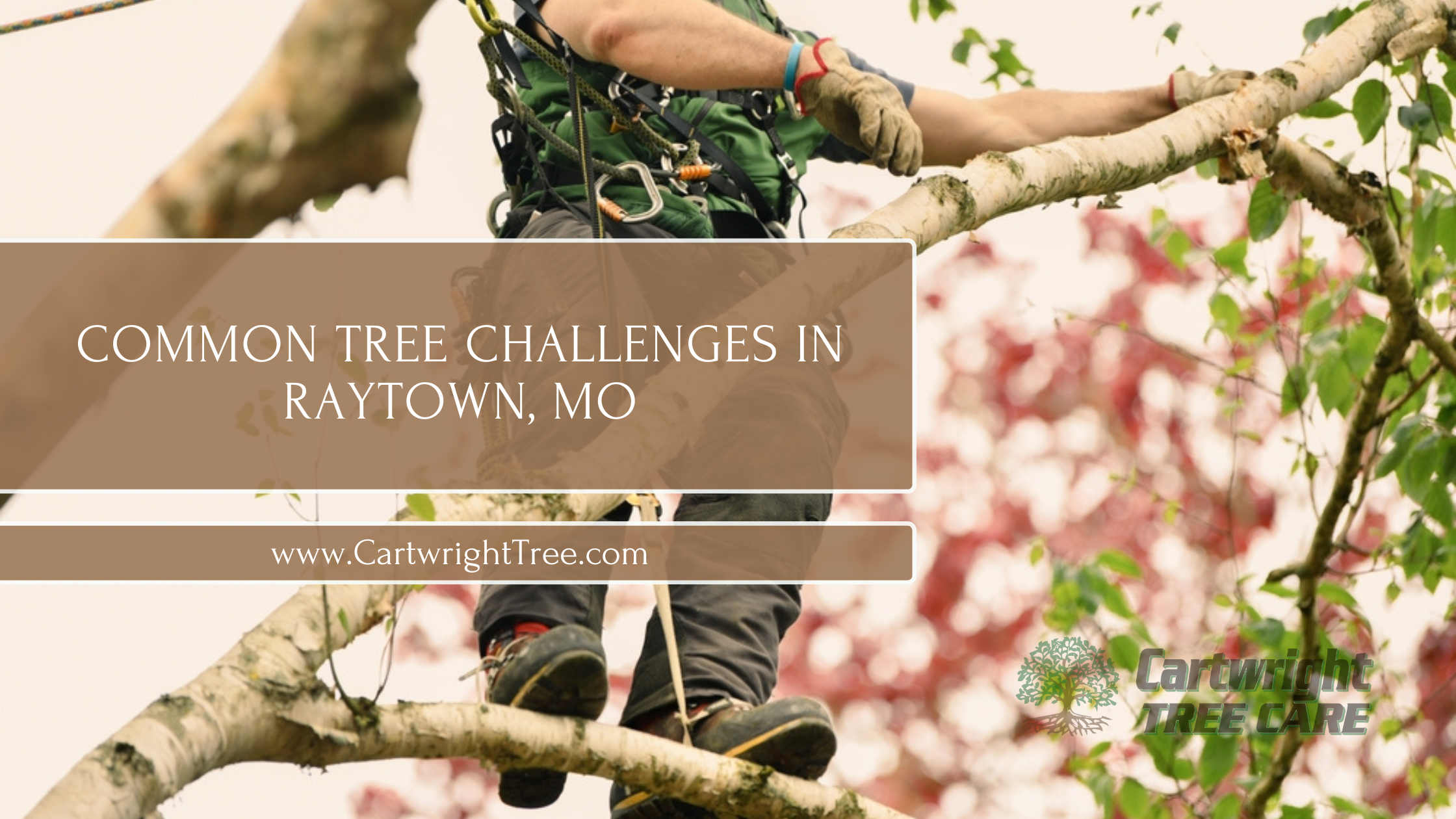 Common Tree Challenges in Raytown, MO