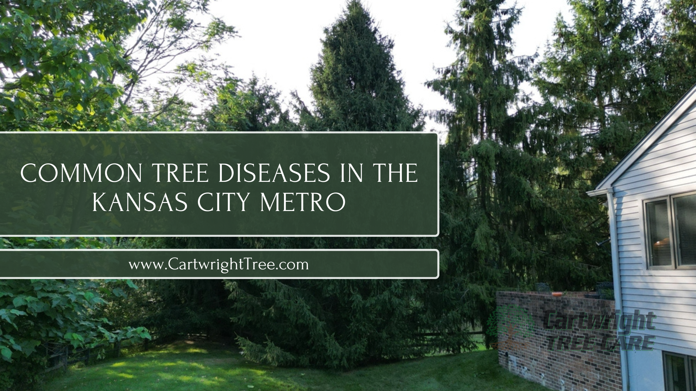 Common Tree diseases in the Kansas City Metro
