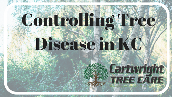 Controlling Tree Disease in KC