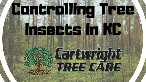 Controlling Tree Insects in KC