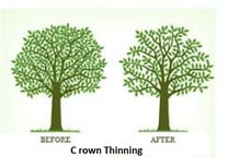 Crown_thinning