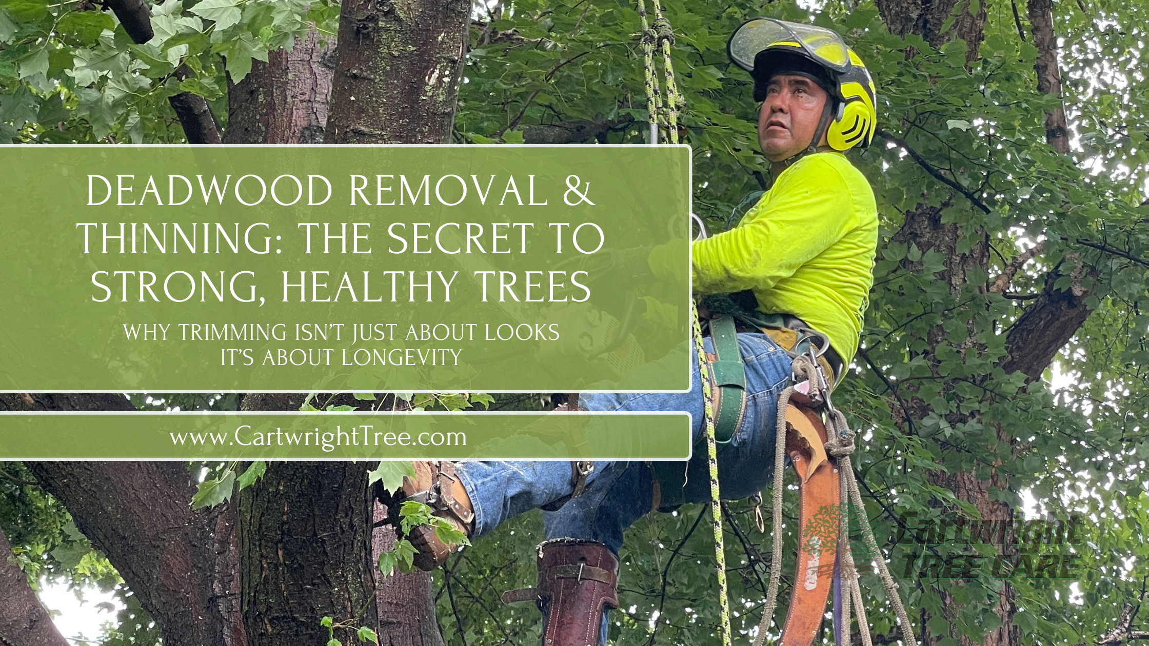 Deadwood Removal & Thinning
