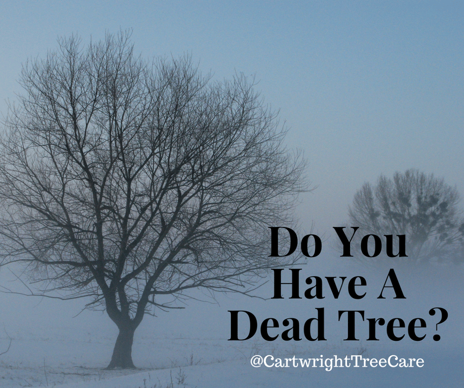Do You Have A Dead Tree-.png