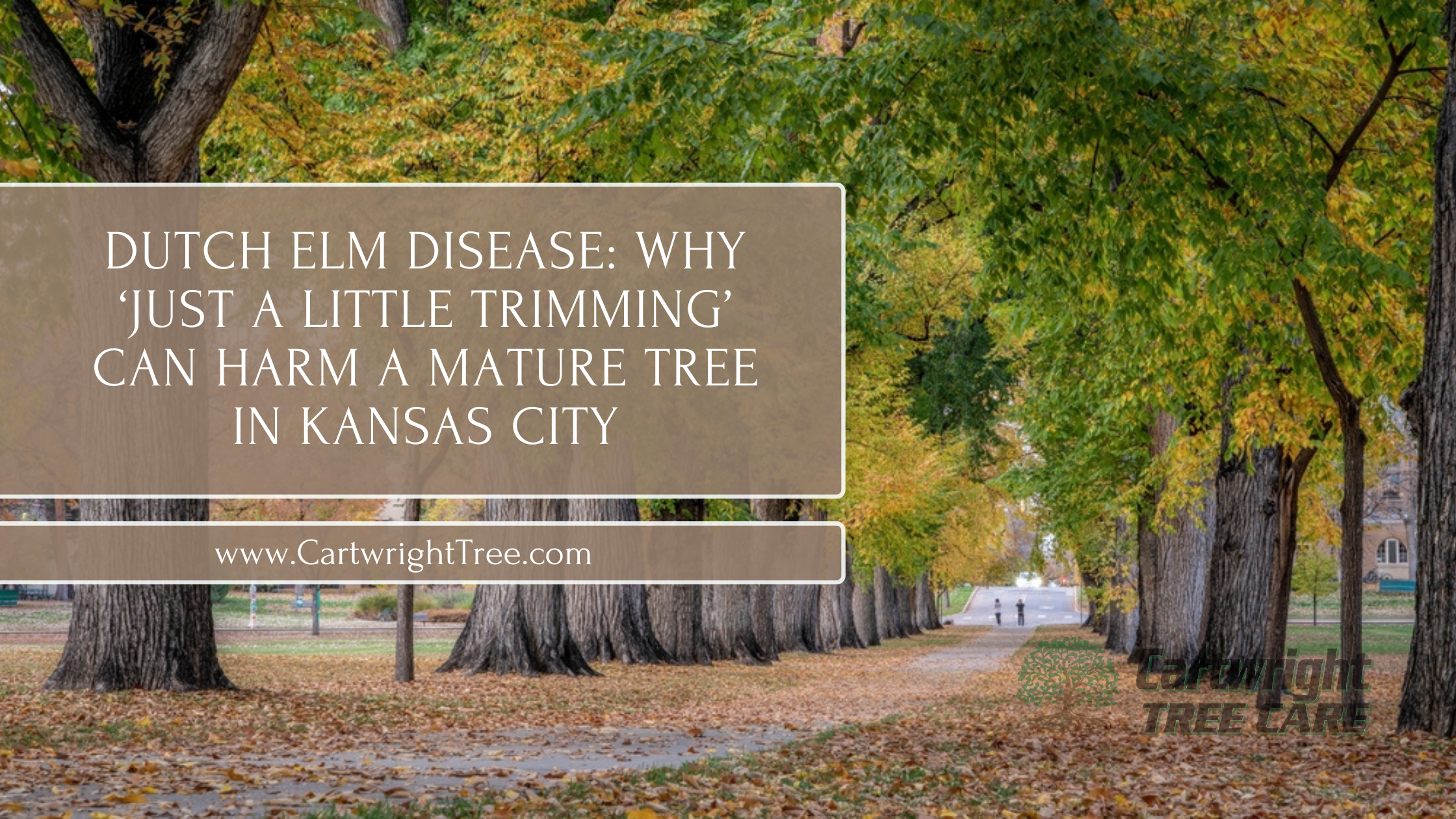 Dutch Elm Disease Why ‘Just a Little Trimming’ Can Kill a Mature Tree in Kansas City-2