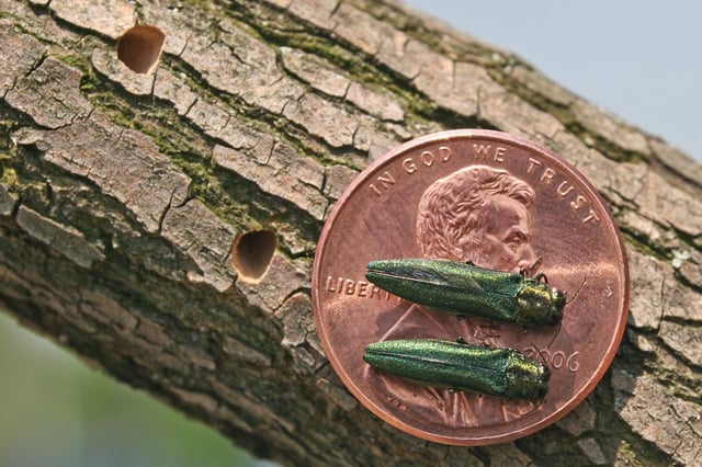 ELA-EAB-article-fig-14.-EAB-with-D-Shaped-Holes-EABs-on-penny.jpg