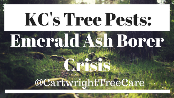 Emerald Ash Border Crisis-2