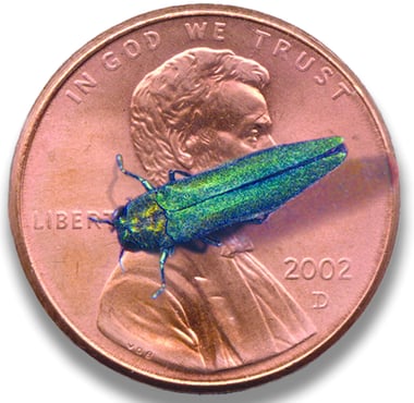 Emerald_ash_borer_05