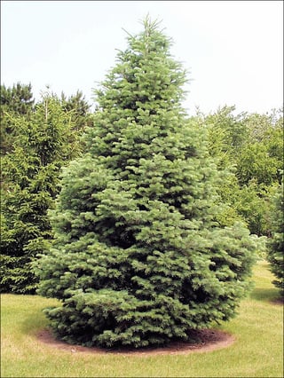 FIR_WHITE4_form.jpg