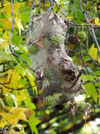 Fall_Webworm495.jpg