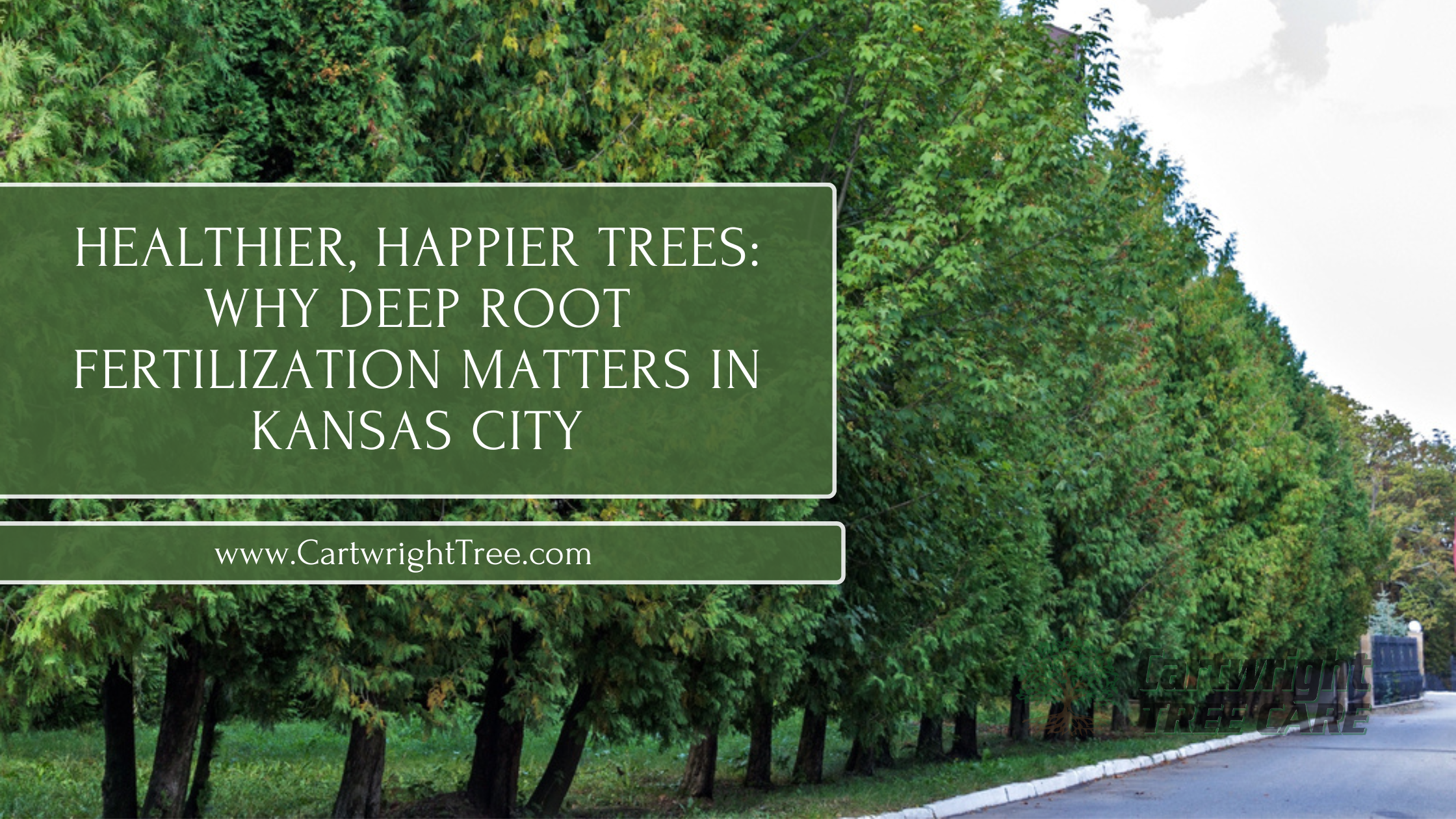 Healthier, Happier Trees Why Deep Root Fertilization Matters in Kansas City