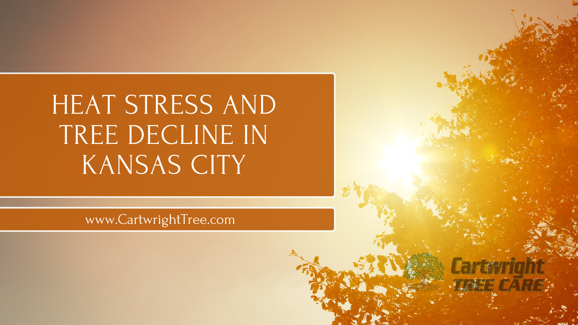 Heat Stress and Tree Decline in Kansas City