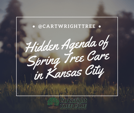 Hidden Agenda of Spring Tree Care in Kansas City