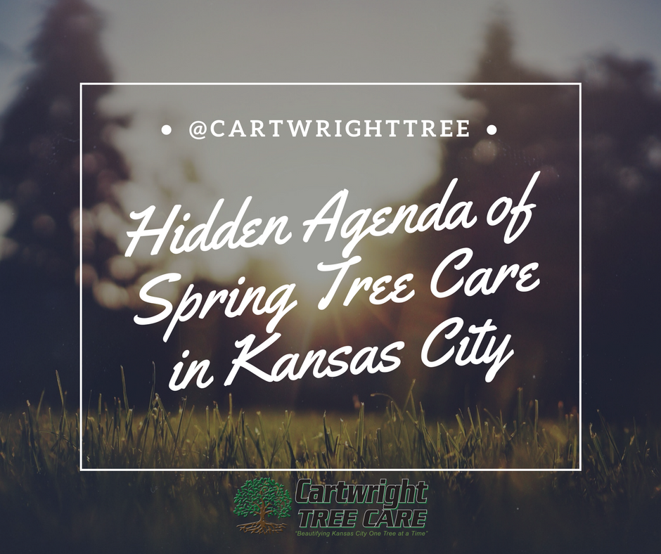 Hidden Agenda of Spring Tree Care in Kansas CIty.png