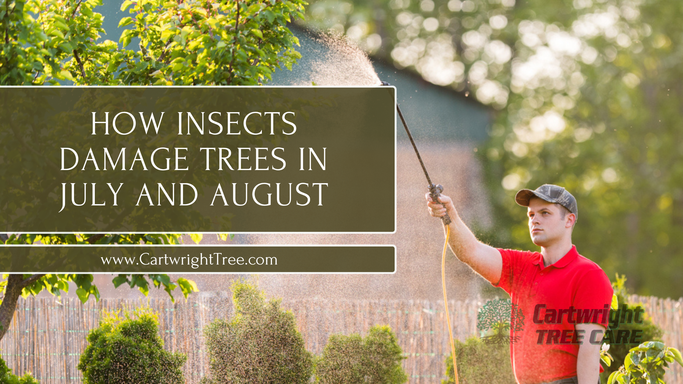 How Insects Damage Trees in July and August