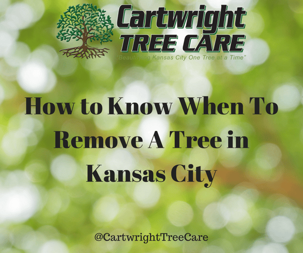 How To Know when to remove a tree in kansas city