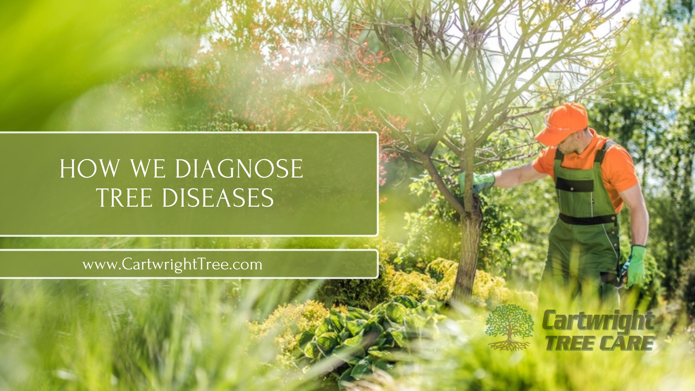How Tree Health Experts Diagnose Tree Diseases