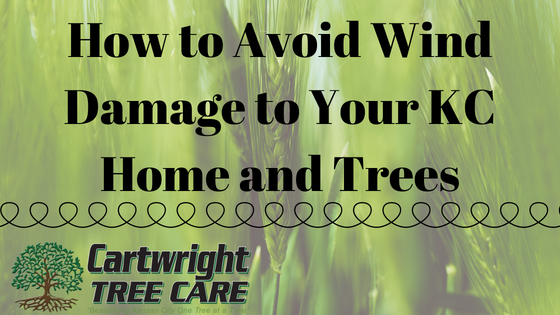 How to Avoid Wind Damage to Your KC Home and Trees