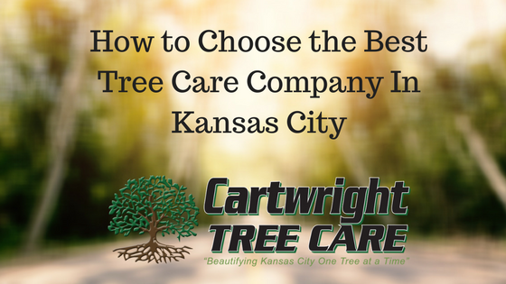 How to Choose the Best Tree Care Company In Kansas City