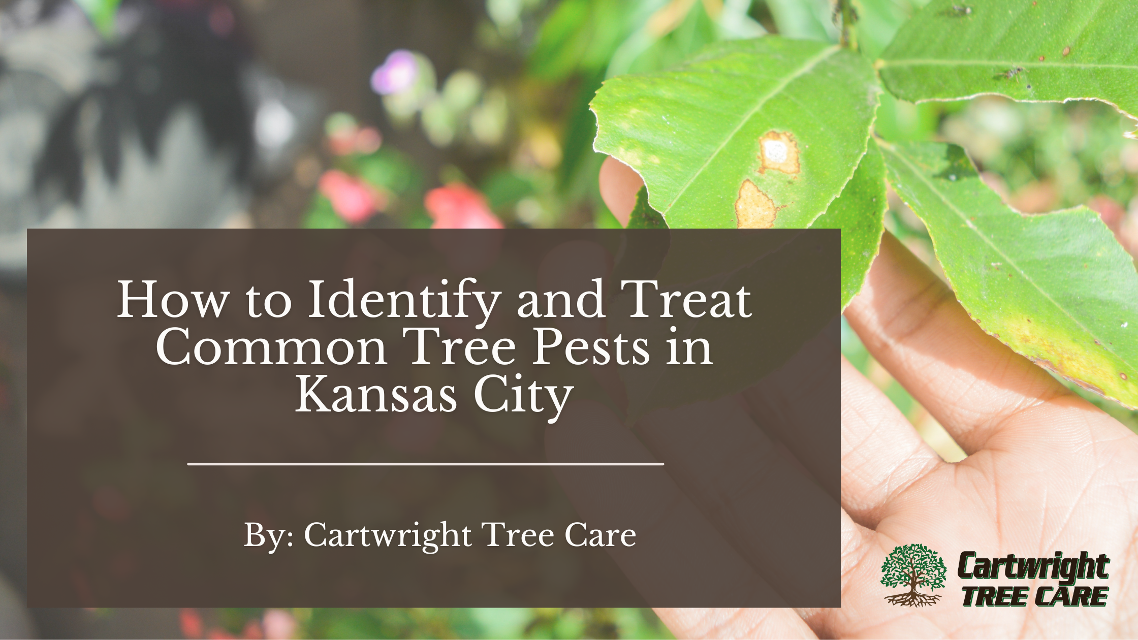 How to Identify and Treat Common Tree Pests in Kansas City