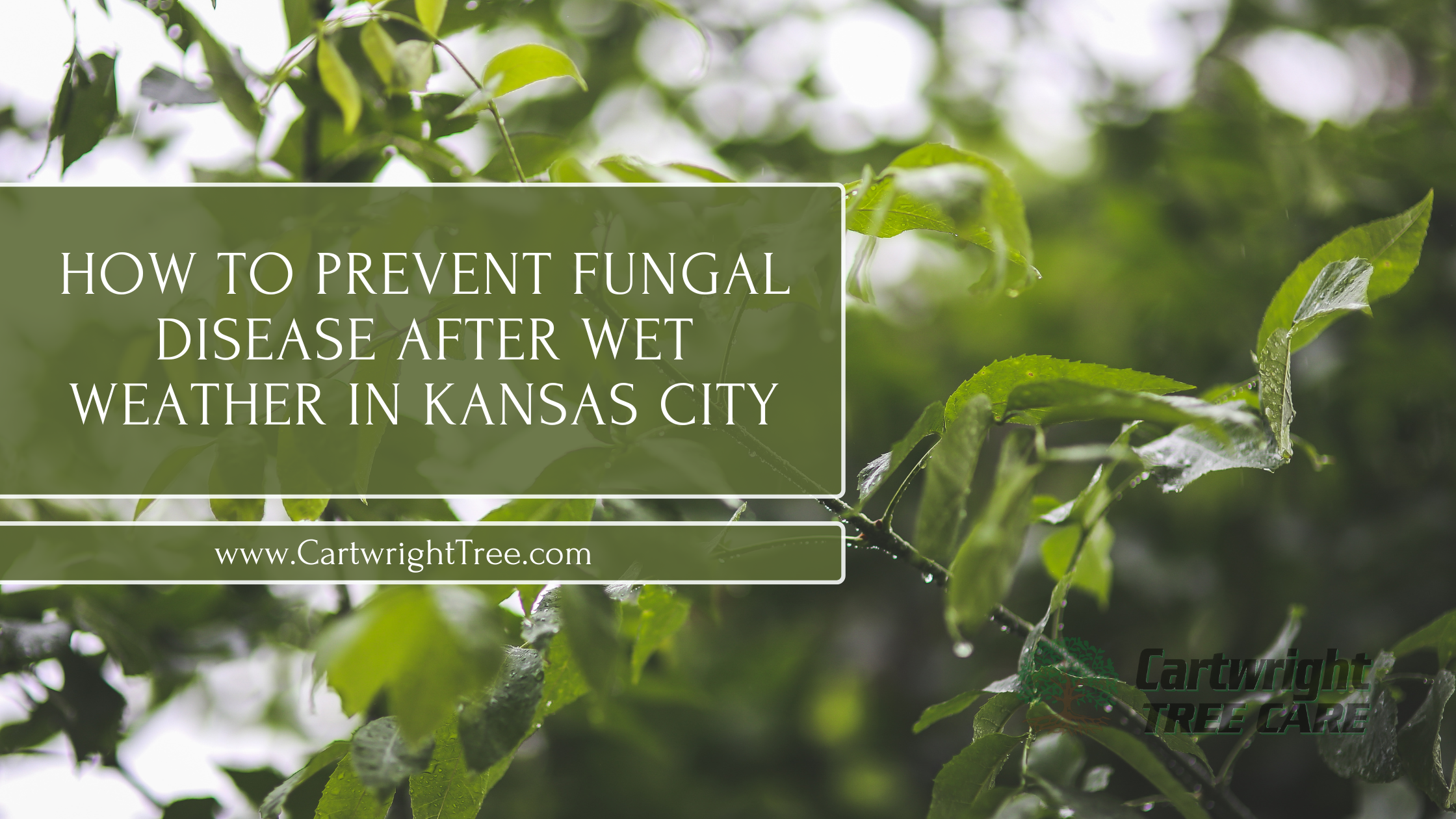 How to Prevent Fungal Disease After Wet Weather in Kansas City