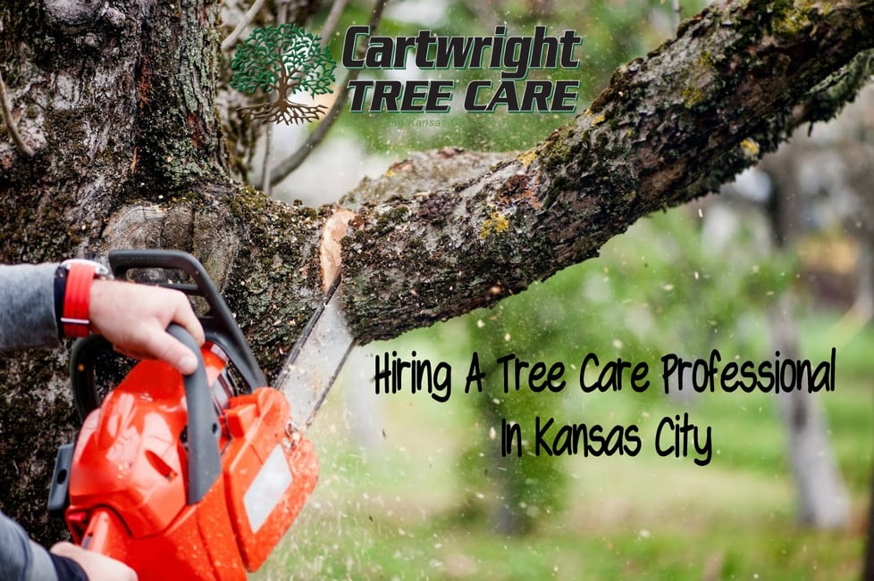 Hring a tree care professional in kansas city.jpg